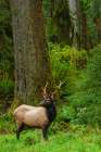Roosevelt bull elk-Pacific Northwest rainforest Art Print